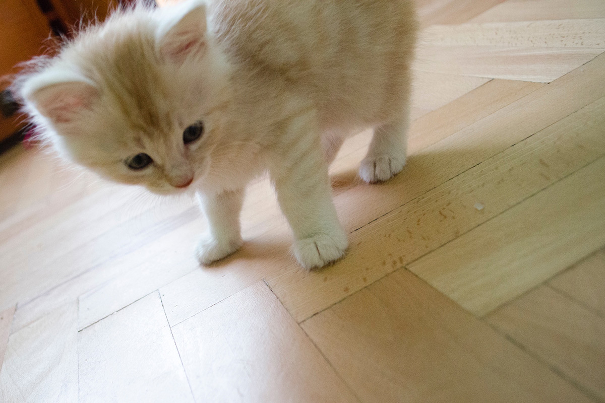 Photo 09